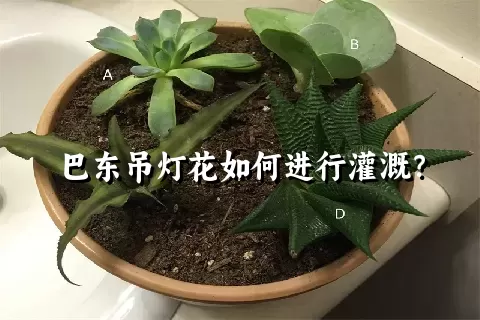 巴东吊灯花如何进行灌溉？