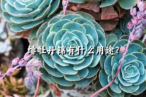 绯牡丹锦有什么用途？