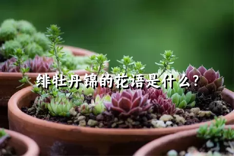 绯牡丹锦的花语是什么？