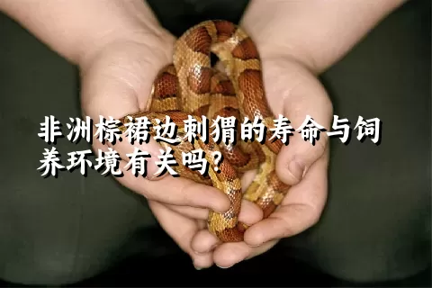 非洲棕裙边刺猬的寿命与饲养环境有关吗？