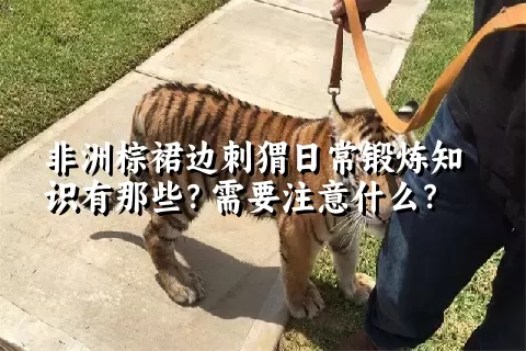 非洲棕裙边刺猬日常锻炼知识有那些？需要注意什么？