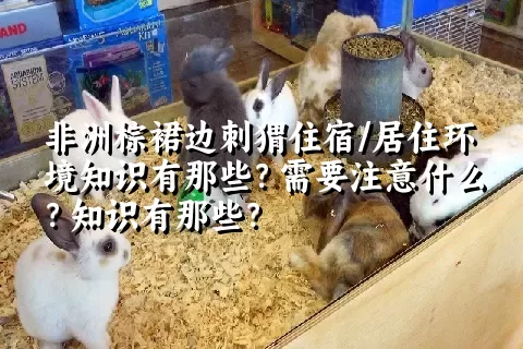 非洲棕裙边刺猬住宿/居住环境知识有那些？需要注意什么？知识有那些？