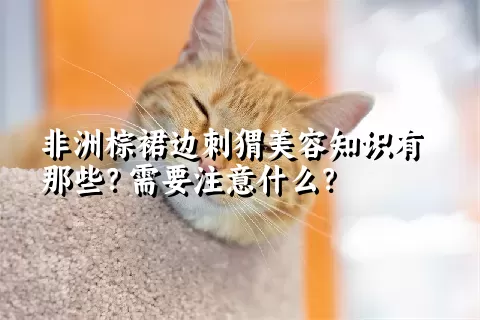 非洲棕裙边刺猬美容知识有那些？需要注意什么？