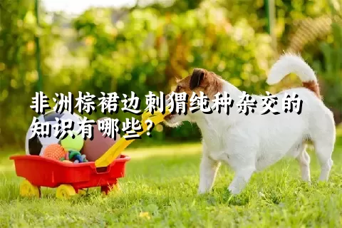 非洲棕裙边刺猬纯种杂交的知识有哪些？ 