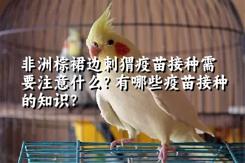 非洲棕裙边刺猬疫苗接种需要注意什么？有哪些疫苗接种的知识？