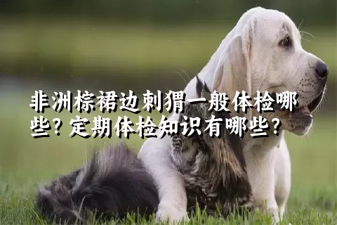 非洲棕裙边刺猬一般体检哪些？定期体检知识有哪些？