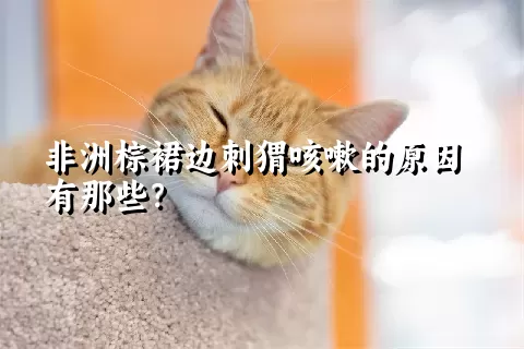 非洲棕裙边刺猬咳嗽的原因有那些？ 