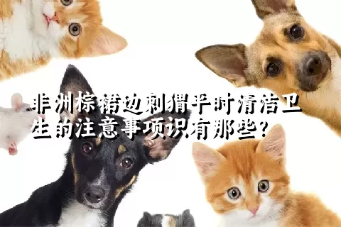 非洲棕裙边刺猬平时清洁卫生的注意事项识有那些？ 