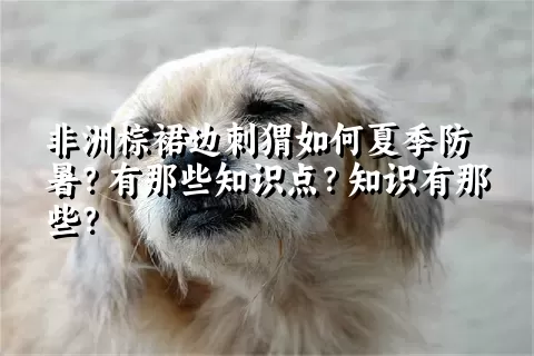 非洲棕裙边刺猬如何夏季防暑？有那些知识点？知识有那些？