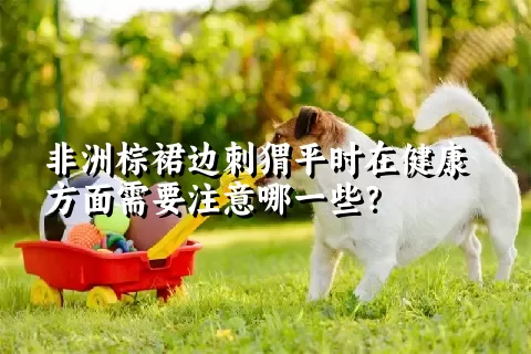 非洲棕裙边刺猬平时在健康方面需要注意哪一些？