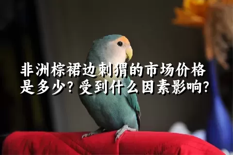 非洲棕裙边刺猬的市场价格是多少？受到什么因素影响？