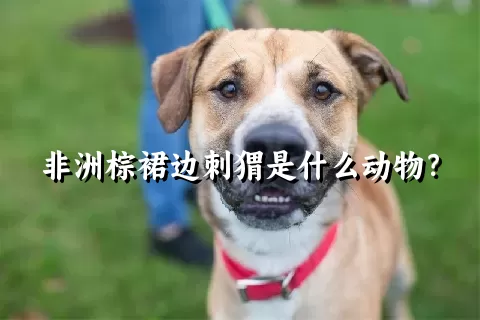 非洲棕裙边刺猬是什么动物？