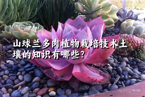 山球兰多肉植物栽培技术土壤的知识有哪些？