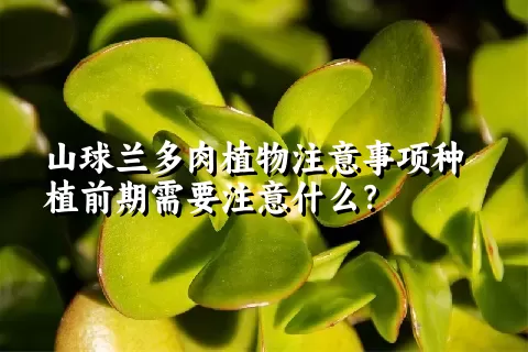 山球兰多肉植物注意事项种植前期需要注意什么？ 