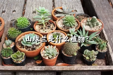 山球兰是什么植物？