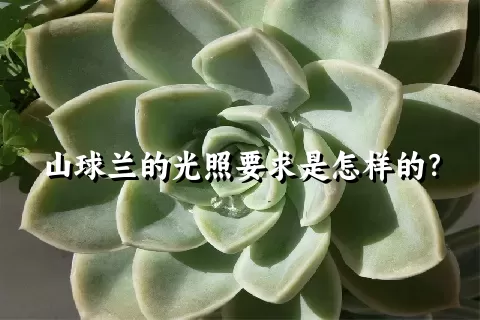 山球兰的光照要求是怎样的？