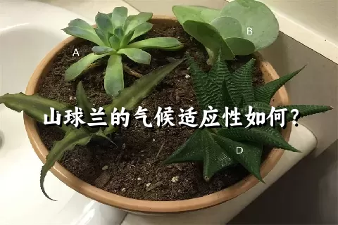 山球兰的气候适应性如何？