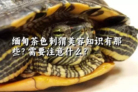 缅甸茶色刺猬美容知识有那些？需要注意什么？