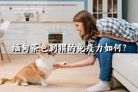 缅甸茶色刺猬的免疫力如何？