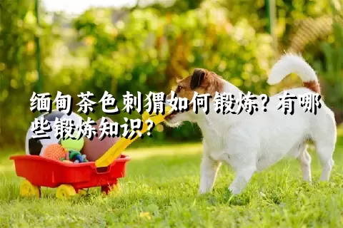 缅甸茶色刺猬如何锻炼？有哪些锻炼知识？