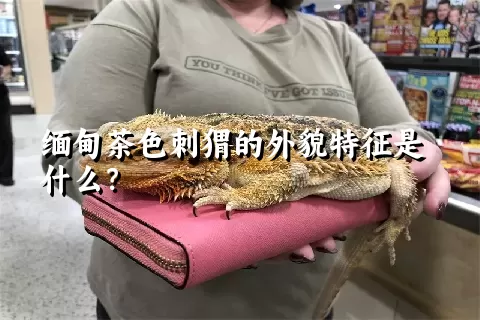 缅甸茶色刺猬的外貌特征是什么？