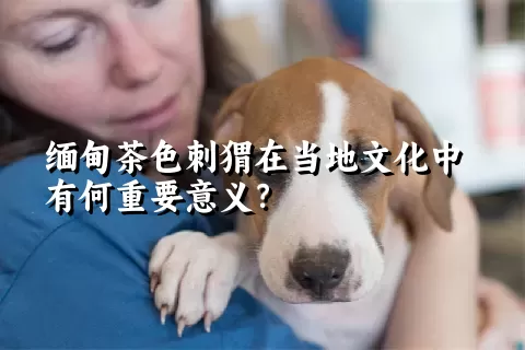 缅甸茶色刺猬在当地文化中有何重要意义？