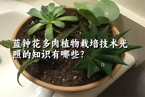 蓝钟花多肉植物栽培技术光照的知识有哪些？ 