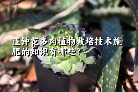 蓝钟花多肉植物栽培技术施肥的知识有哪些？ 