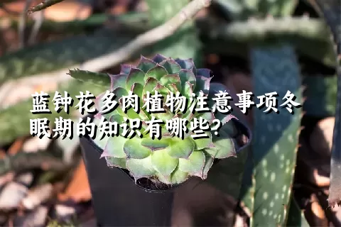 蓝钟花多肉植物注意事项冬眠期的知识有哪些？