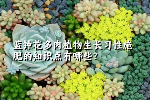 蓝钟花多肉植物生长习性施肥的知识点有哪些？	