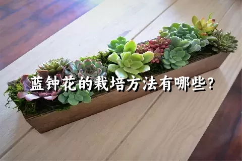 蓝钟花的栽培方法有哪些？