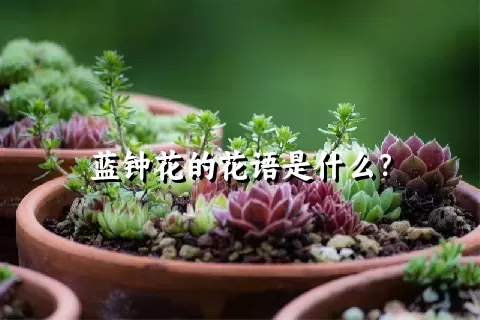 蓝钟花的花语是什么？