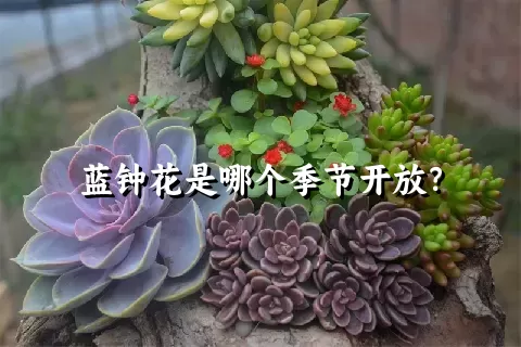 蓝钟花是哪个季节开放？