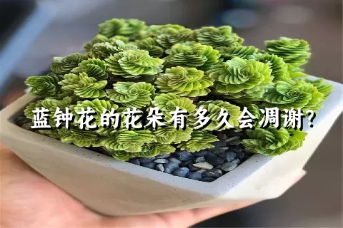 蓝钟花的花朵有多久会凋谢？