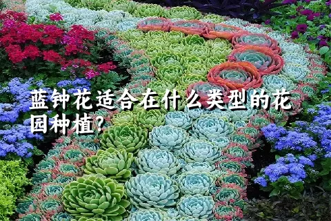 蓝钟花适合在什么类型的花园种植？