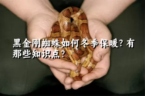 黑金刚蜘蛛如何冬季保暖？有那些知识点？