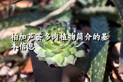 柏加芦荟多肉植物简介的基本信息