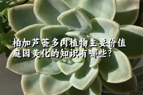 柏加芦荟多肉植物主要价值庭园美化的知识有哪些？