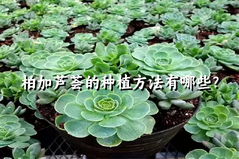 柏加芦荟的种植方法有哪些？