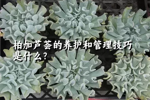 柏加芦荟的养护和管理技巧是什么？