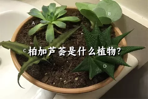 柏加芦荟是什么植物？