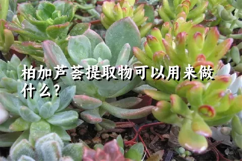 柏加芦荟提取物可以用来做什么？