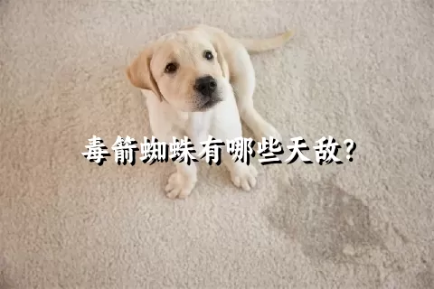 毒箭蜘蛛有哪些天敌？