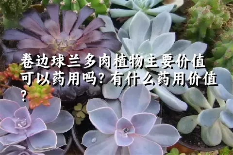 卷边球兰多肉植物主要价值可以药用吗？有什么药用价值？