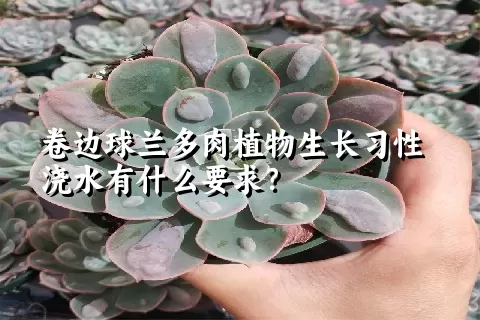 卷边球兰多肉植物生长习性浇水有什么要求？	