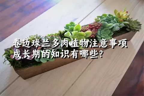 卷边球兰多肉植物注意事项成长期的知识有哪些？ 