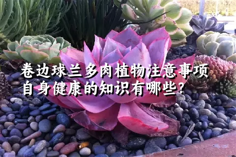 卷边球兰多肉植物注意事项自身健康的知识有哪些？