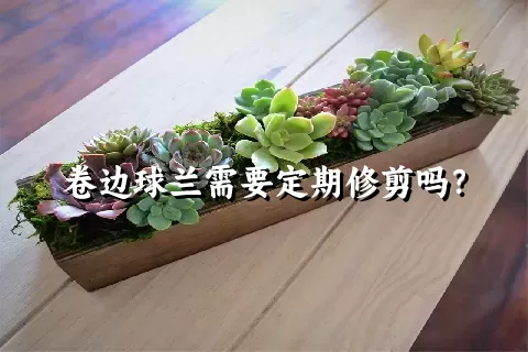 卷边球兰需要定期修剪吗？