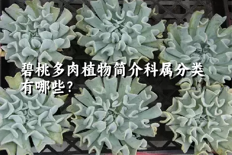 碧桃多肉植物简介科属分类有哪些？