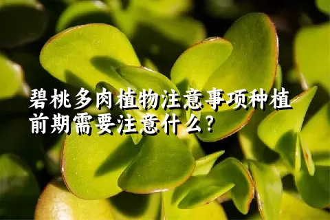 碧桃多肉植物注意事项种植前期需要注意什么？ 